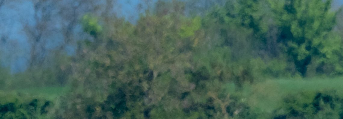 Marsh Harrier - The Hall of Einar - photograph (c) David Bailey (not the)