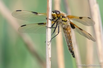 Four-Spotted Chaser - Ham Wall - The Hall of Einar - photograph (c) David Bailey (not the)