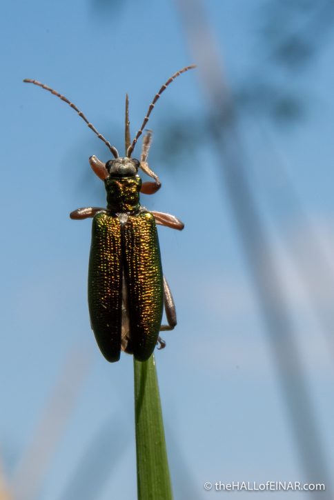 Reed Beetle - Ham Wall - The Hall of Einar - photograph (c) David Bailey (not the)