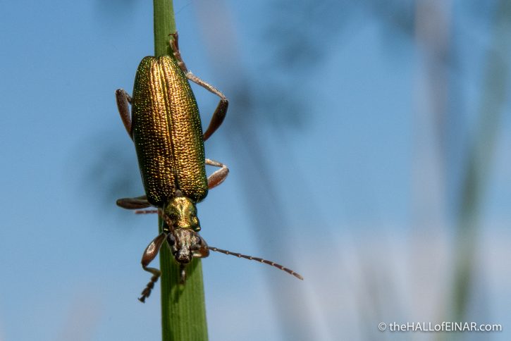 Reed Beetle - Ham Wall - The Hall of Einar - photograph (c) David Bailey (not the)