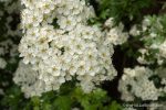 Hawthorn - The Hall of Einar - photograph (c) David Bailey (not the)