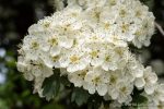 Hawthorn - The Hall of Einar - photograph (c) David Bailey (not the)