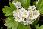 Hawthorn - The Hall of Einar - photograph (c) David Bailey (not the)