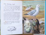 Herring Gull - Ladybird Book of British Birds