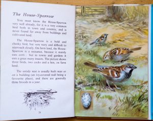 House Sparrow - Ladybird Book of British Birds