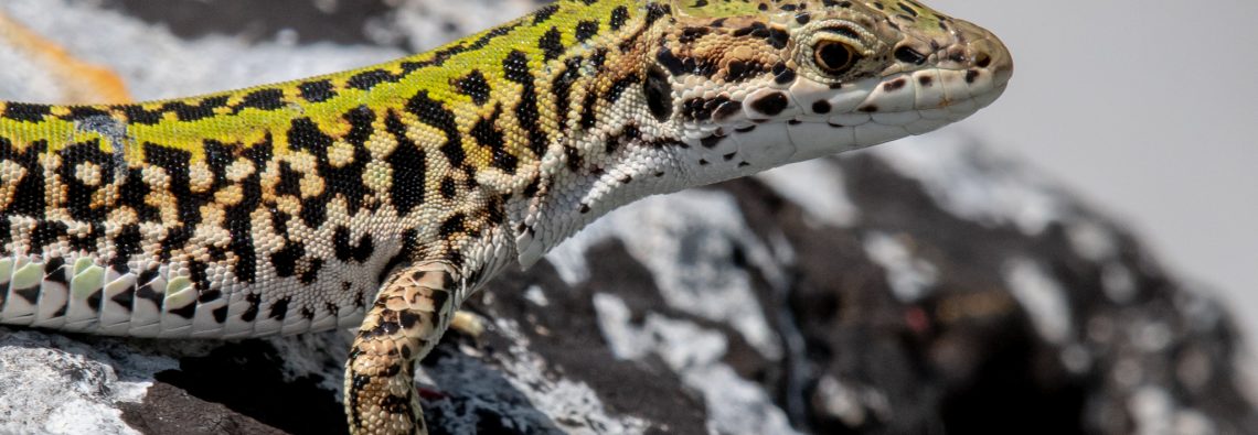 Italian Wall Lizard - Matera - The Hall of Einar - photograph (c) David Bailey (not the)