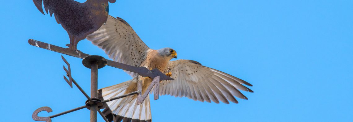 Lesser Kestrel - Matera - The Hall of Einar - photograph (c) David Bailey (not the)