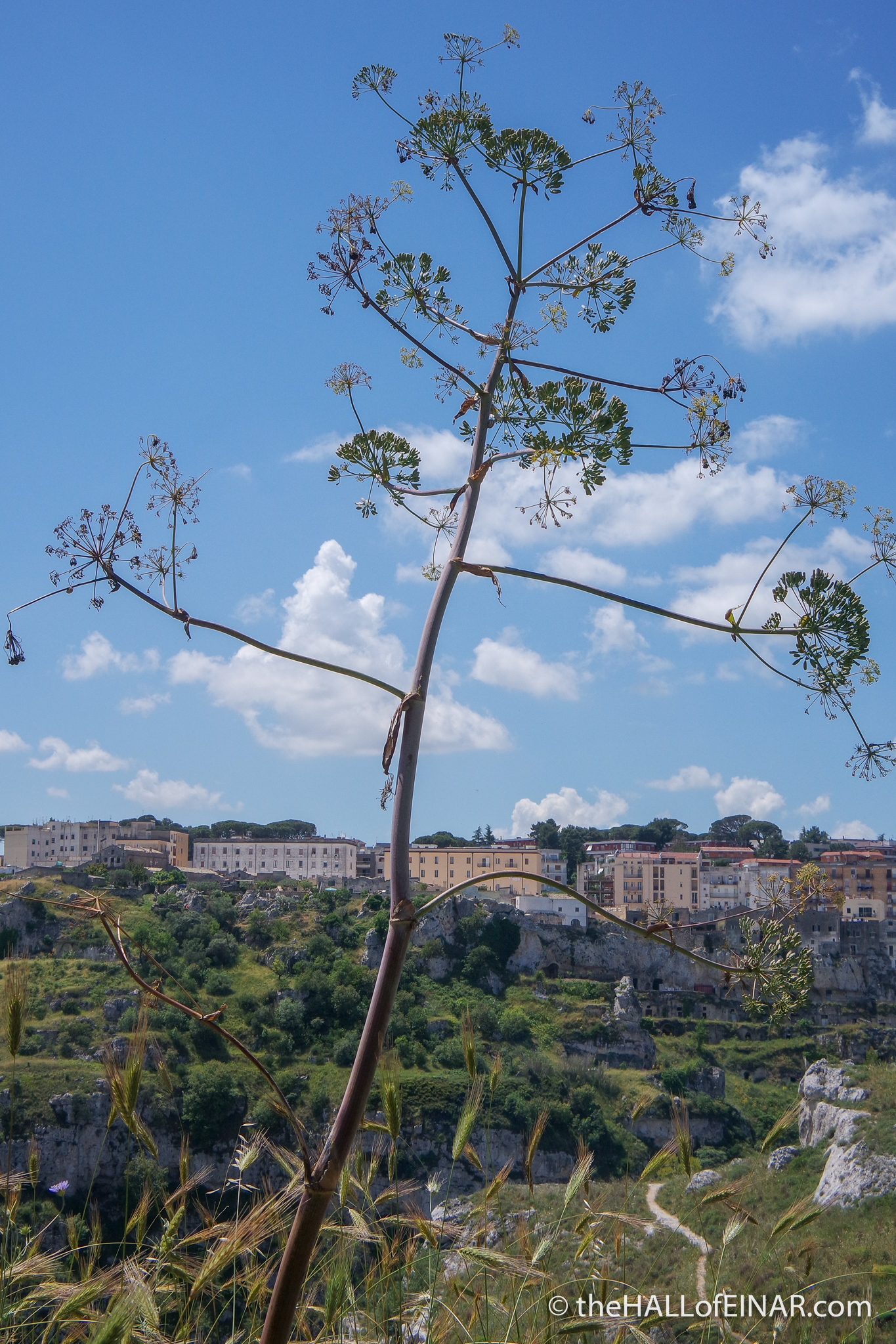 Giant Fennel - Matera - The Hall of Einar - photograph (c) David Bailey (not the)
