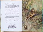 Meadow Pipit - Ladybird Book of British Birds
