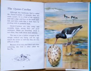Oystercatcher - Ladybird Book of British Birds