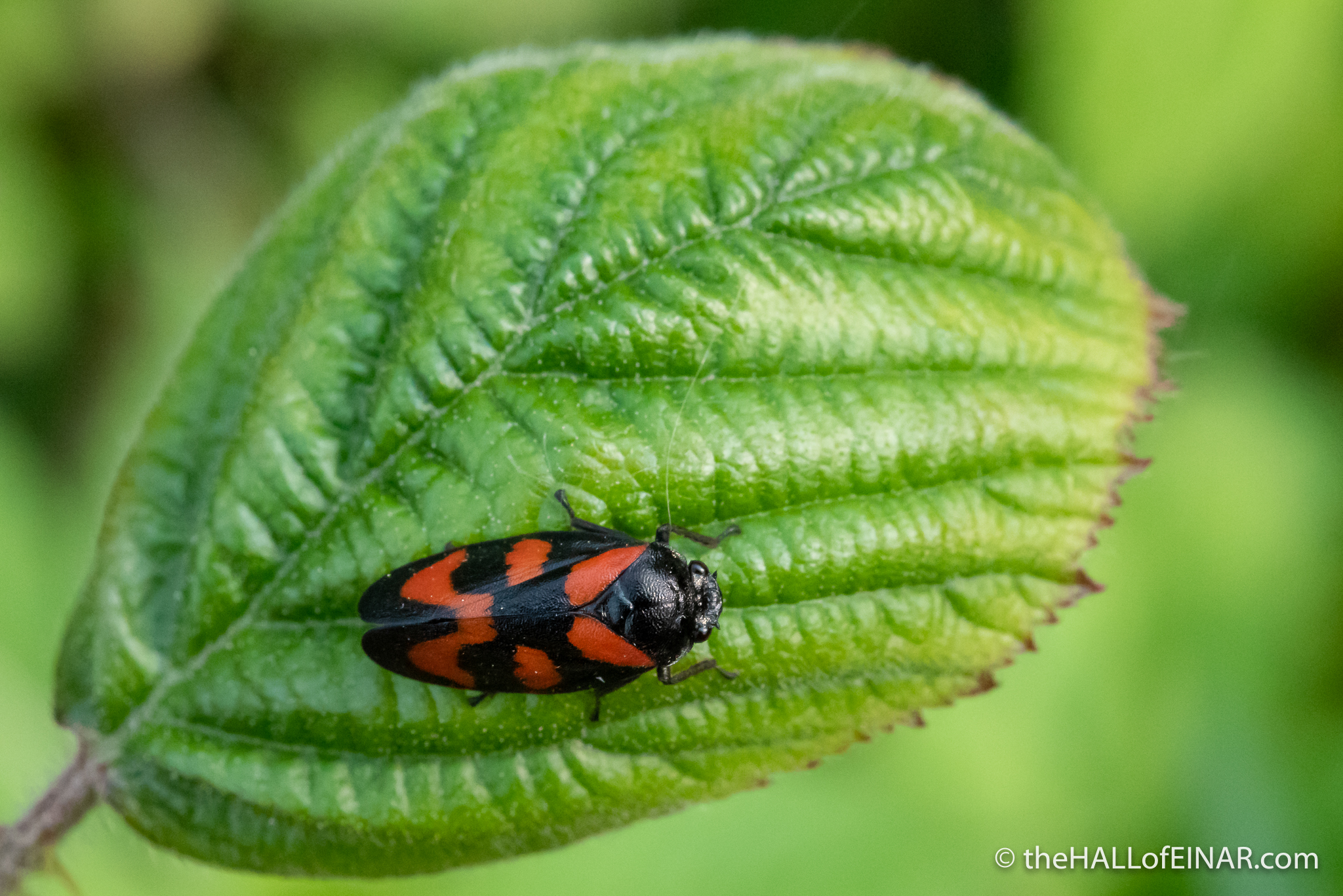 Red-and-black Froghopper - Cercopis vulnerata - The Hall of Einar - photograph (c) David Bailey (not the)