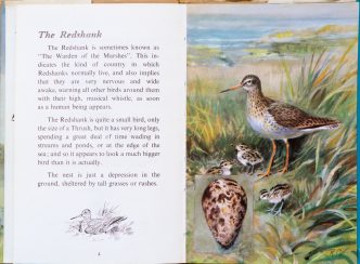 Redshank - Ladybird Book of British Birds