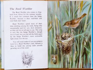 Reed Warbler - Ladybird Book of British Birds