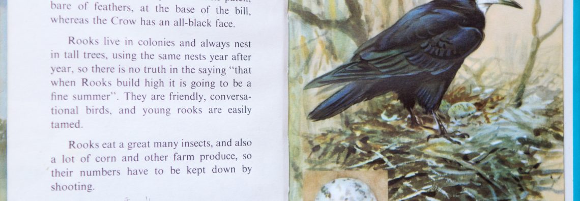 Rook - Ladybird Book of British Birds