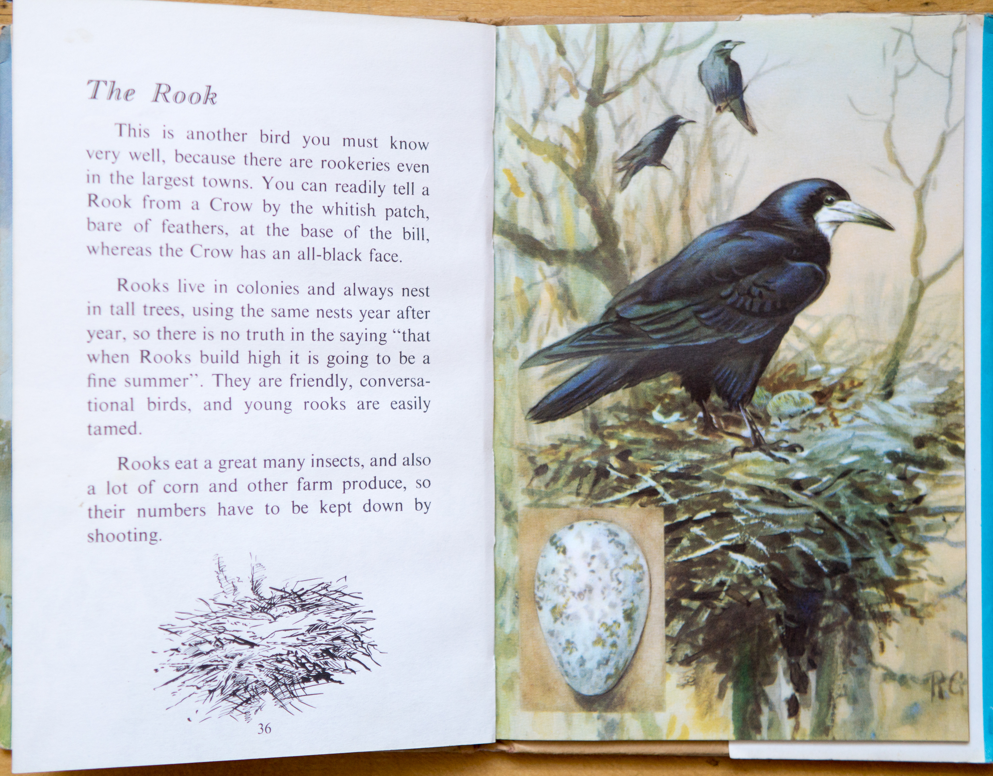 Rook - Ladybird Book of British Birds