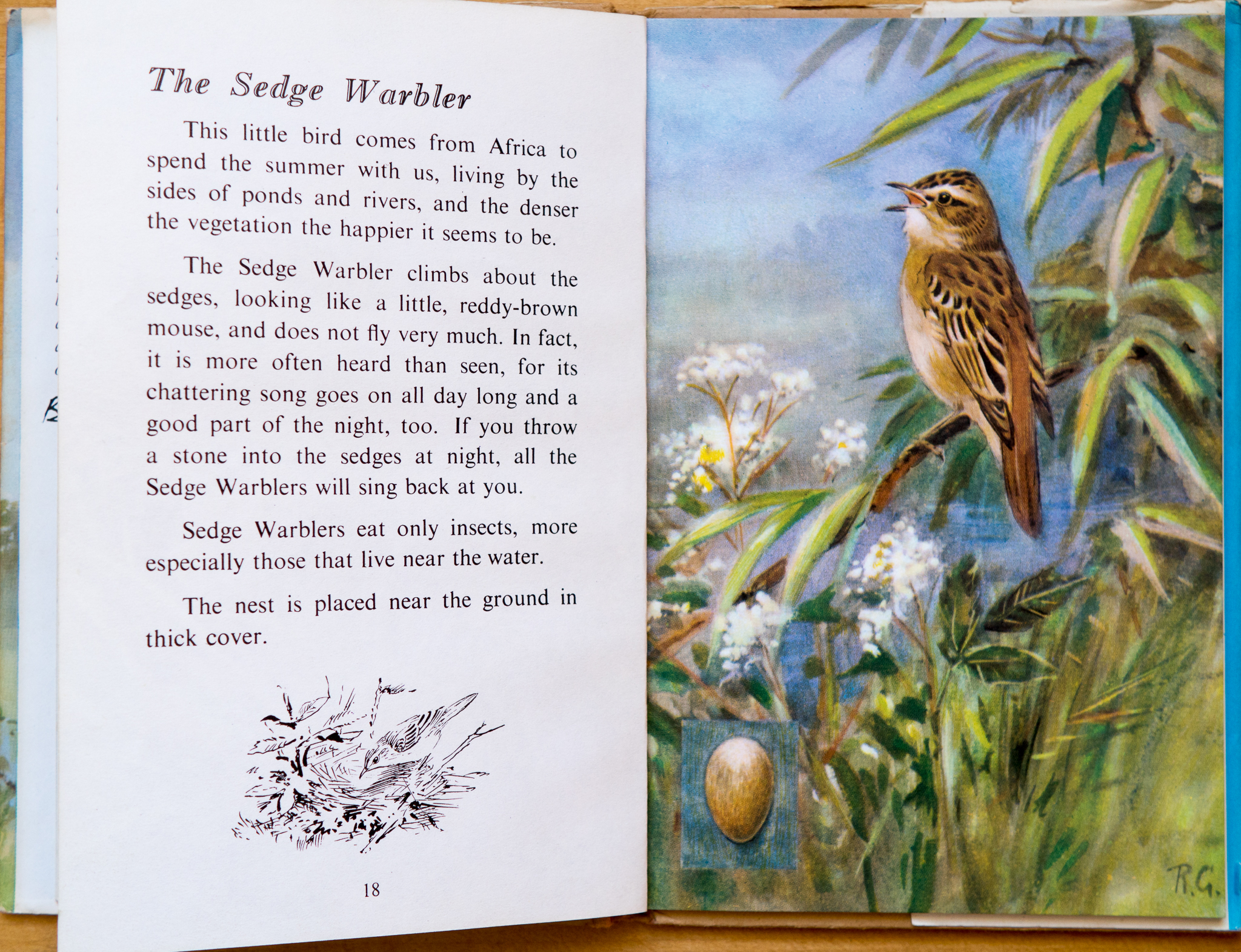 Sedge Warbler - Ladybird Book of British Birds