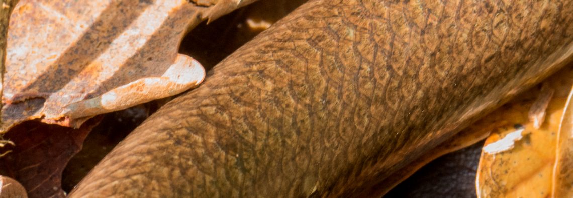 Slow Worm - The Hall of Einar - photograph (c) David Bailey (not the)