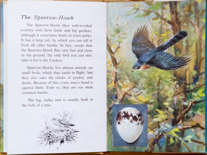 Sparrowhawk - Ladybird Book of British Birds