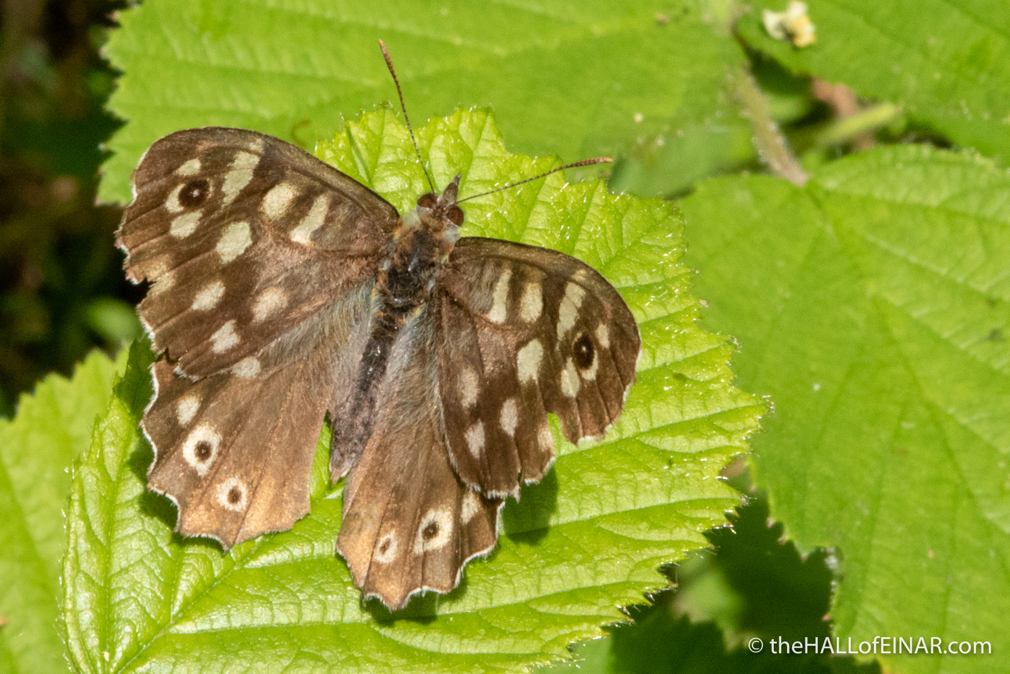 Speckled Wood butterfly - The Hall of Einar - photograph (c) David Bailey (not the)