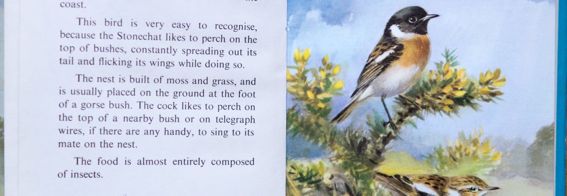 Stonechat - Ladybird Book of British Birds