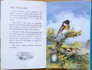 Stonechat - Ladybird Book of British Birds