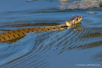 Grass Snake - The Hall of Einar - photograph (c) David Bailey (not the)