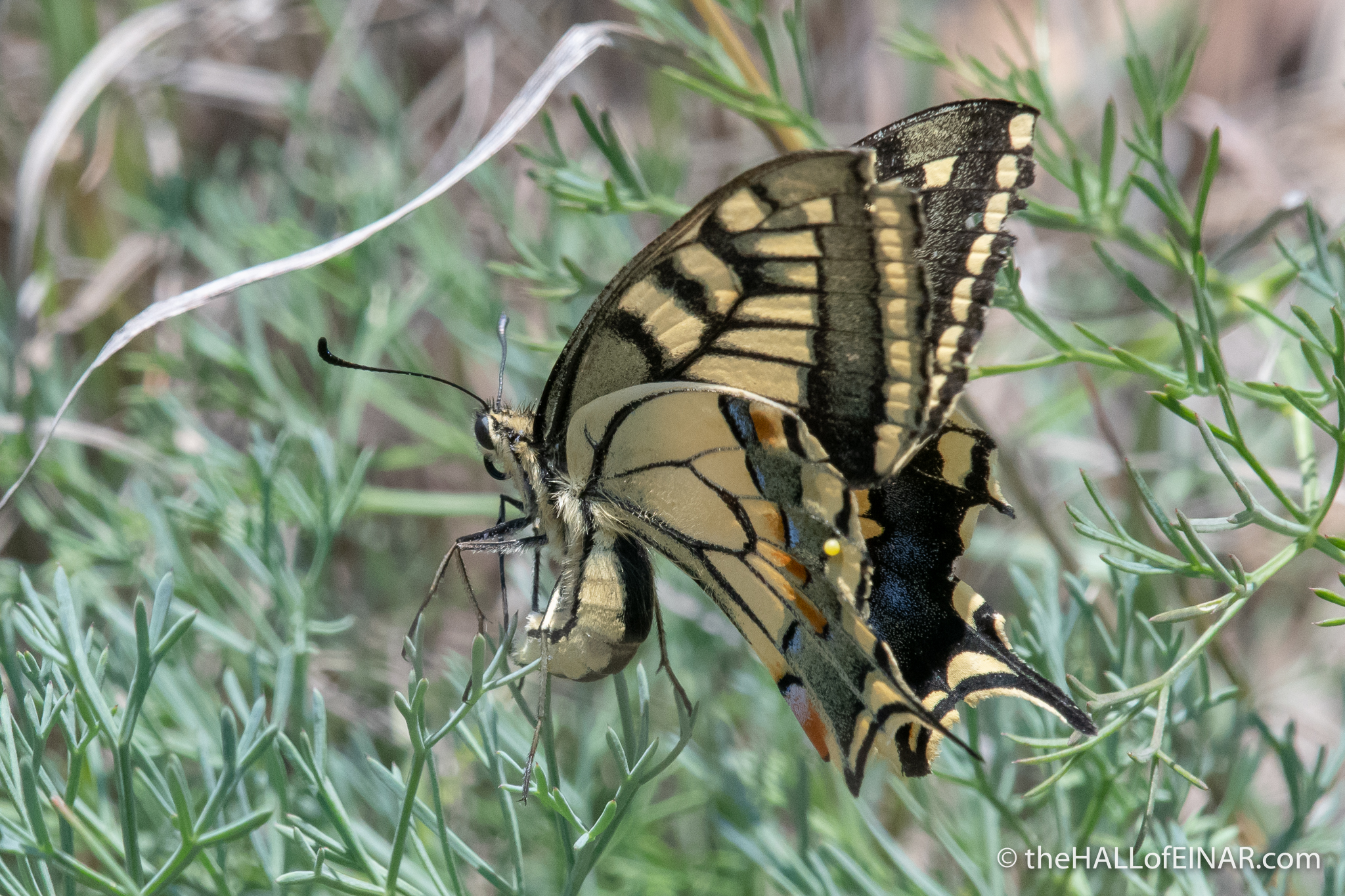 Swallowtail butterfly - Matera - The Hall of Einar - photograph (c) David Bailey (not the)