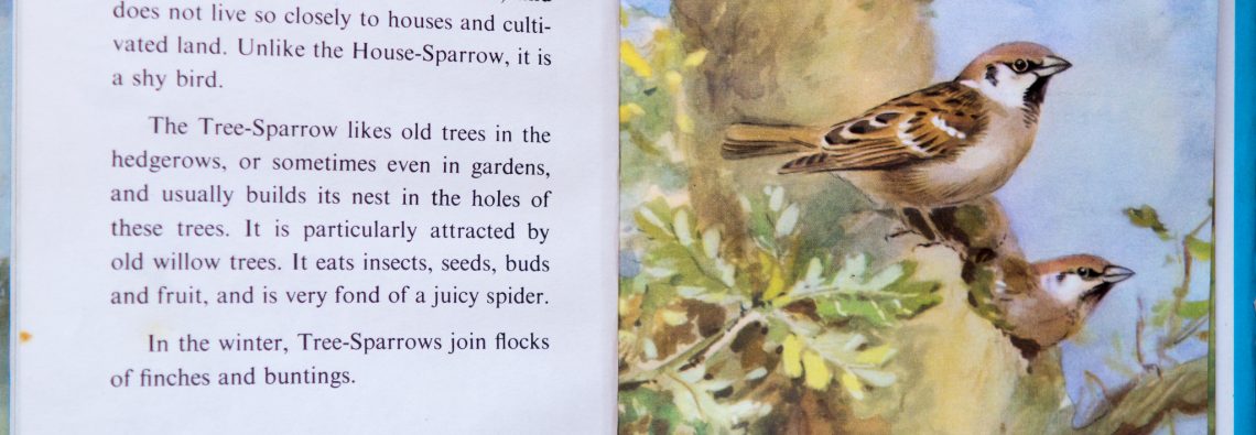 Tree Sparrow - Ladybird Book of British Birds