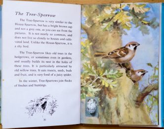 Tree Sparrow - Ladybird Book of British Birds