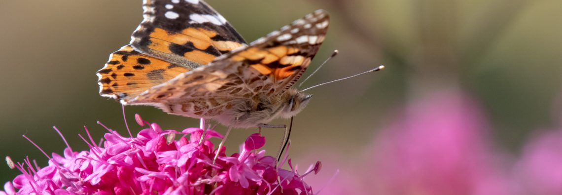 Painted Lady - Vanessa cardui - Matera - The Hall of Einar - photograph (c) David Bailey (not the)