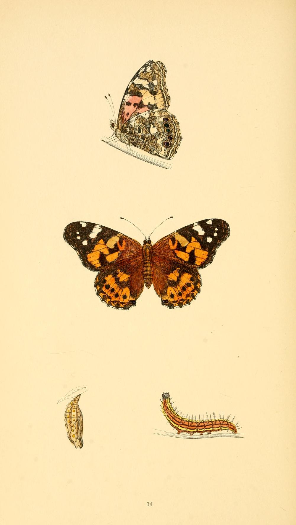 Vanessa cardui - History of British Butterflies