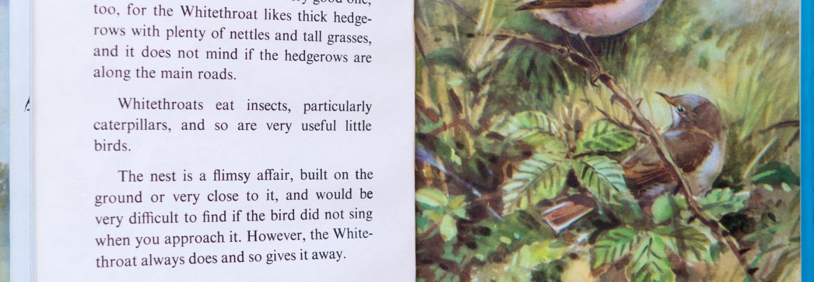 Whitethroat - Ladybird Book of British Birds