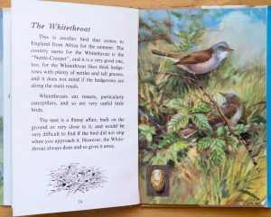 Whitethroat - Ladybird Book of British Birds