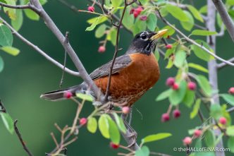 American Robin - The Hall of Einar - photograph (c) David Bailey (not the)