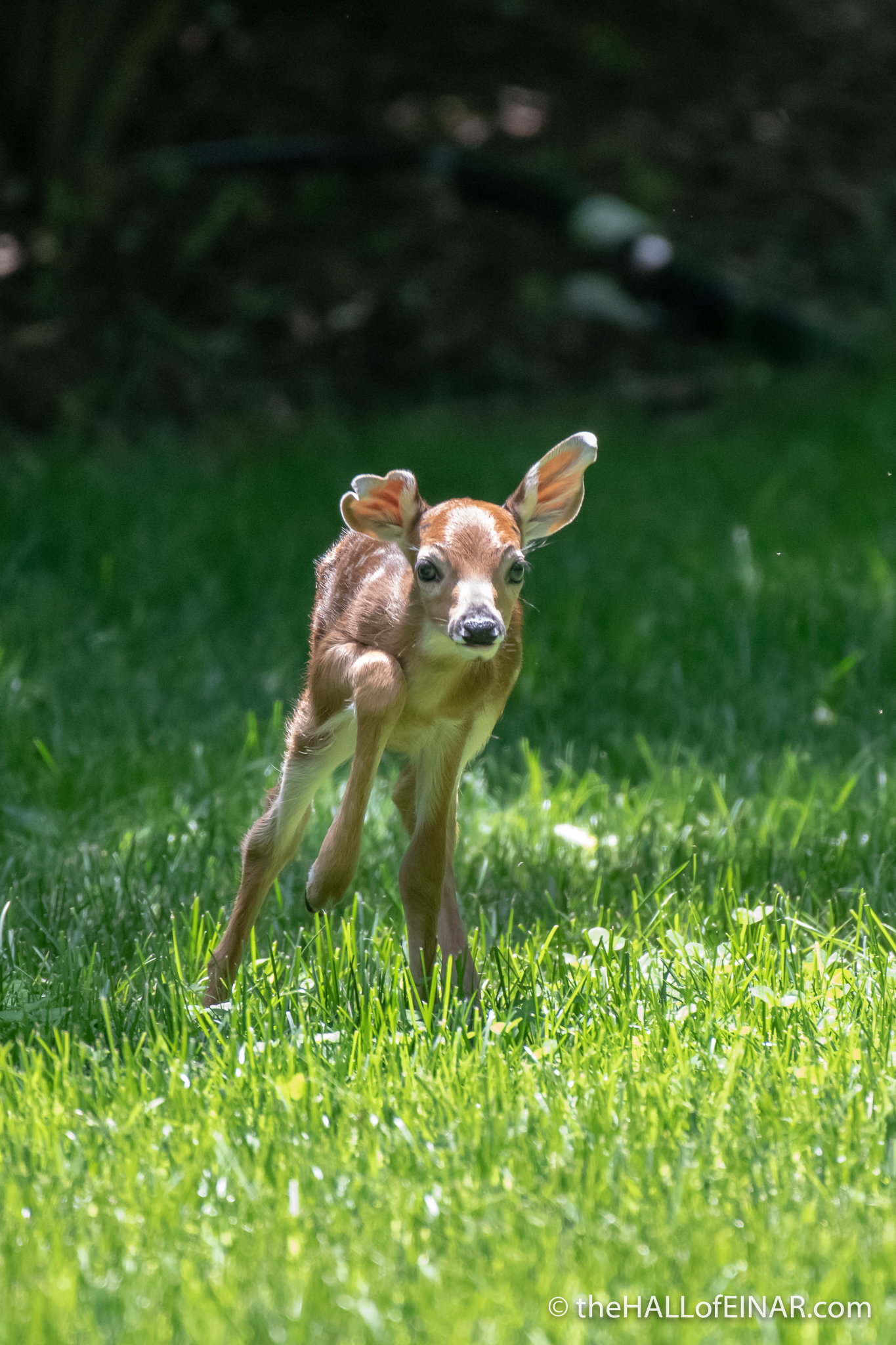 White Tailed Deer fawn - The Hall of Einar - photograph (c) David Bailey (not the)