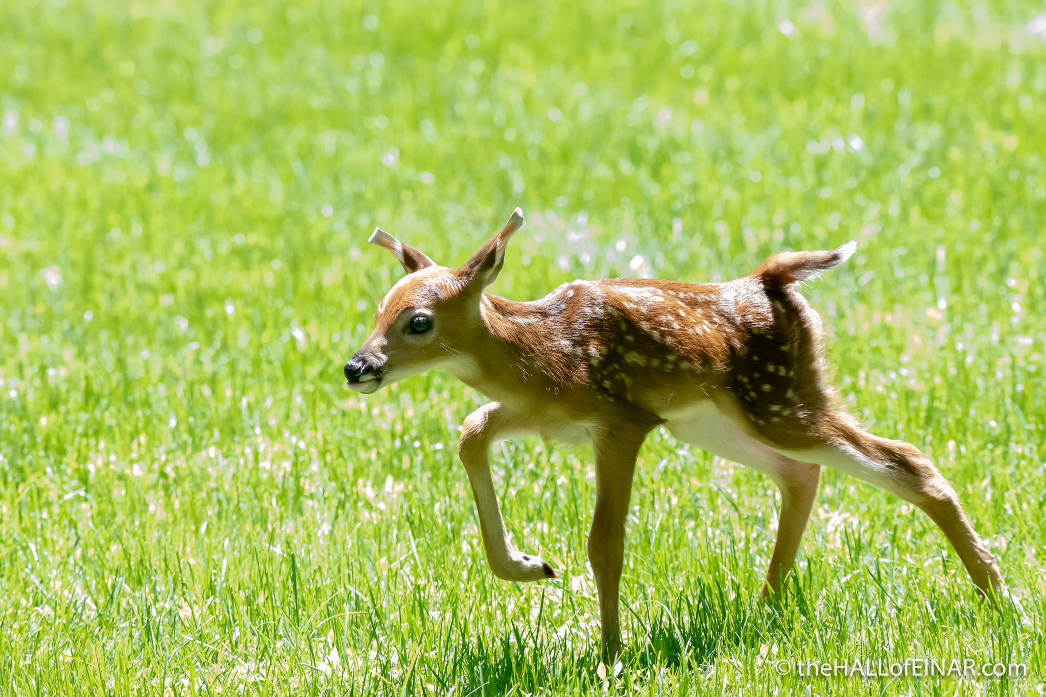 White Tailed Deer fawn - The Hall of Einar - photograph (c) David Bailey (not the)