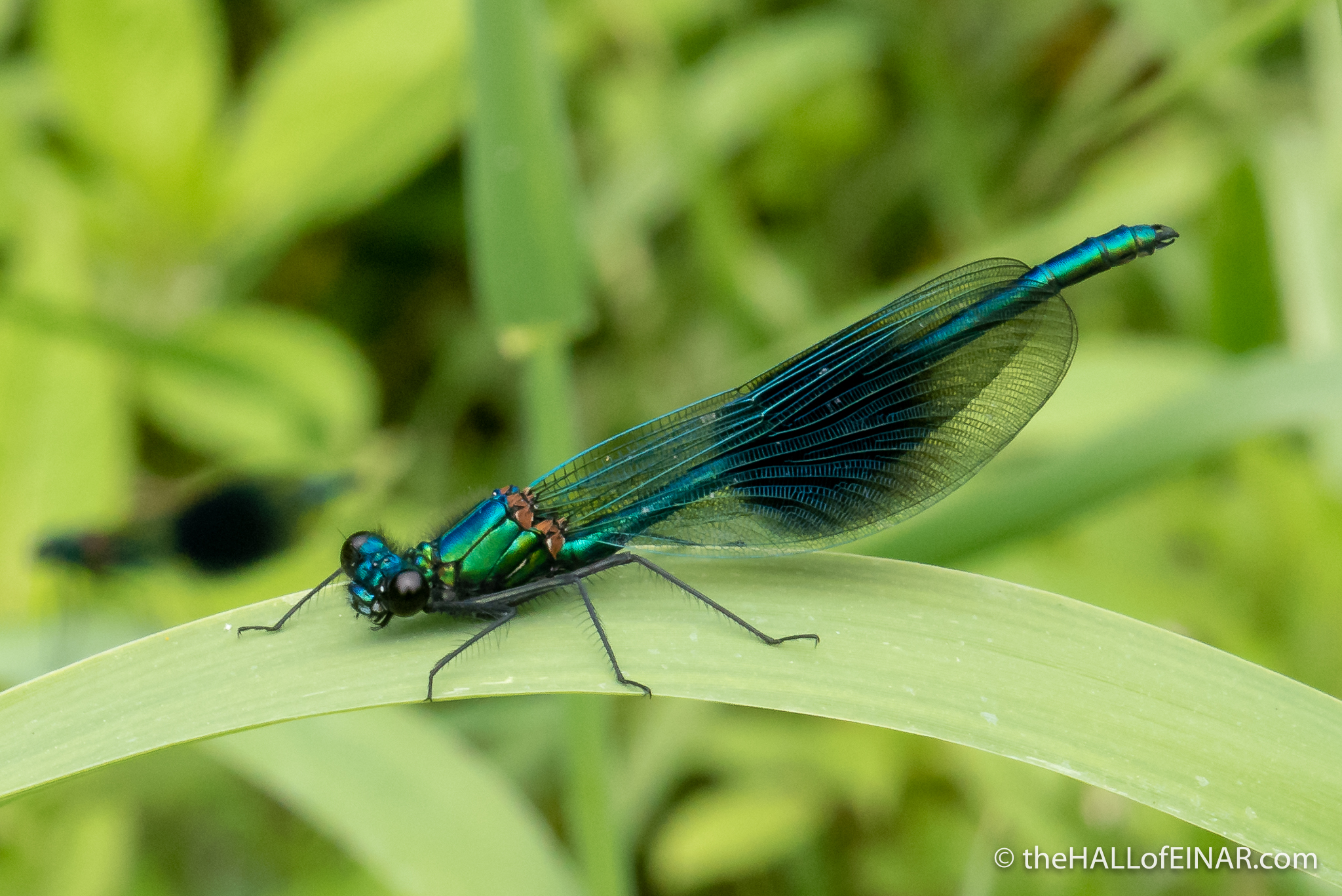 Banded Demoiselle - The Hall of Einar - photograph (c) David Bailey (not the)