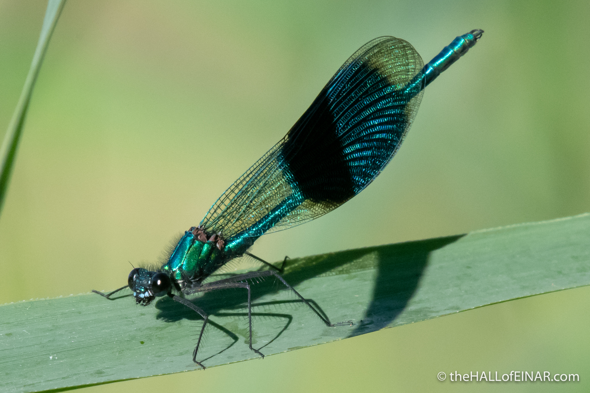 Banded Demoiselle - The Hall of Einar - photograph (c) David Bailey (not the)
