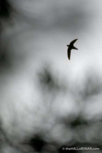 Chimney Swift - Chaetura pelagica - The Hall of Einar - photograph (c) David Bailey (not the)