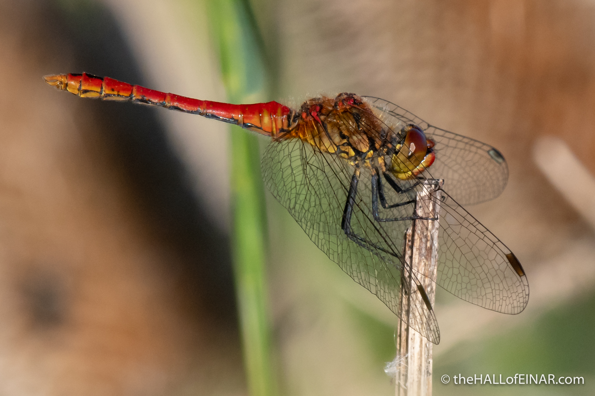 Common Darter dragonfly - The Hall of Einar - photograph (c) David Bailey (not the)