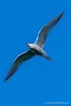 Common Tern - The Hall of Einar - photograph (c) David Bailey (not the)