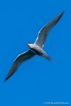 Common Tern - The Hall of Einar - photograph (c) David Bailey (not the)