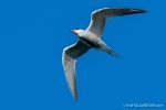 Common Tern - The Hall of Einar - photograph (c) David Bailey (not the)