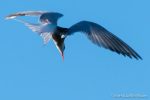 Common Tern - The Hall of Einar - photograph (c) David Bailey (not the)