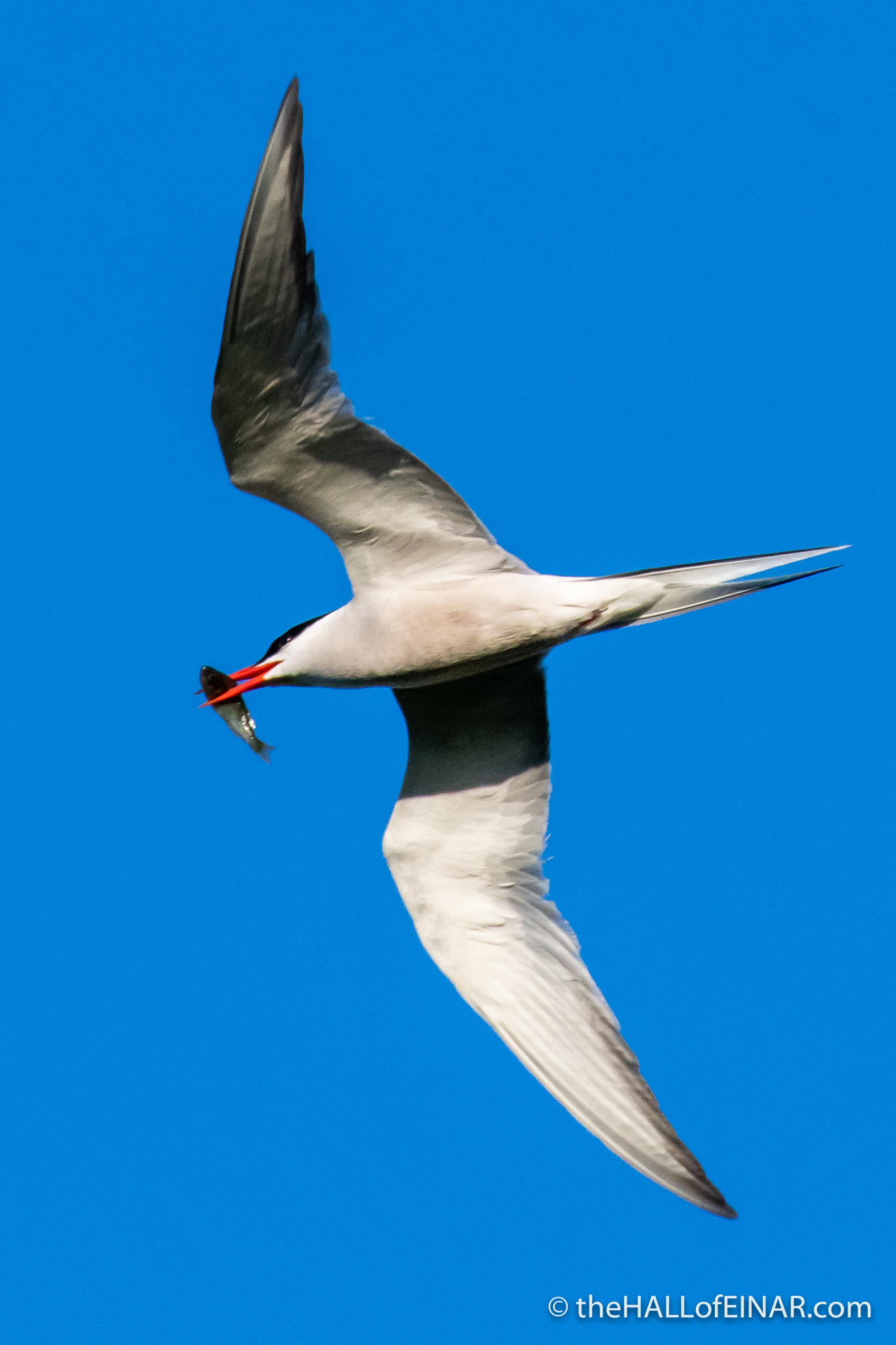 Common Tern - The Hall of Einar - photograph (c) David Bailey (not the)