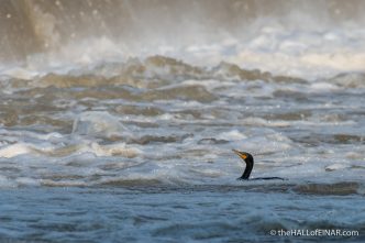 Double Crested Cormorant at Great Falls - The Hall of Einar - photograph (c) David Bailey (not the)