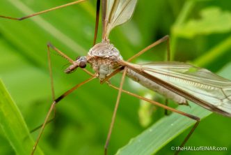 Cranefly - The Hall of Einar - photograph (c) David Bailey (not the)