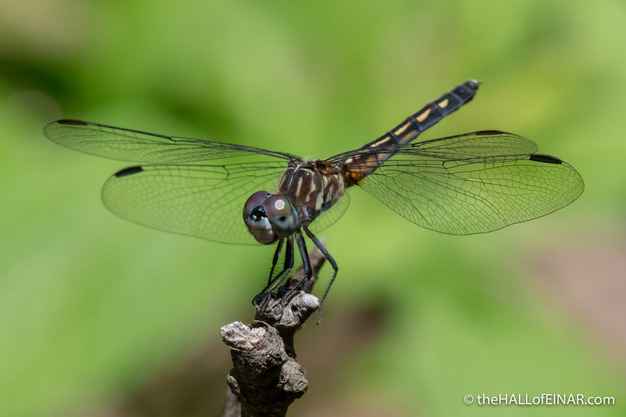 Female Blue Dasher dragonfly - The Hall of Einar - photograph (c) David Bailey (not the)