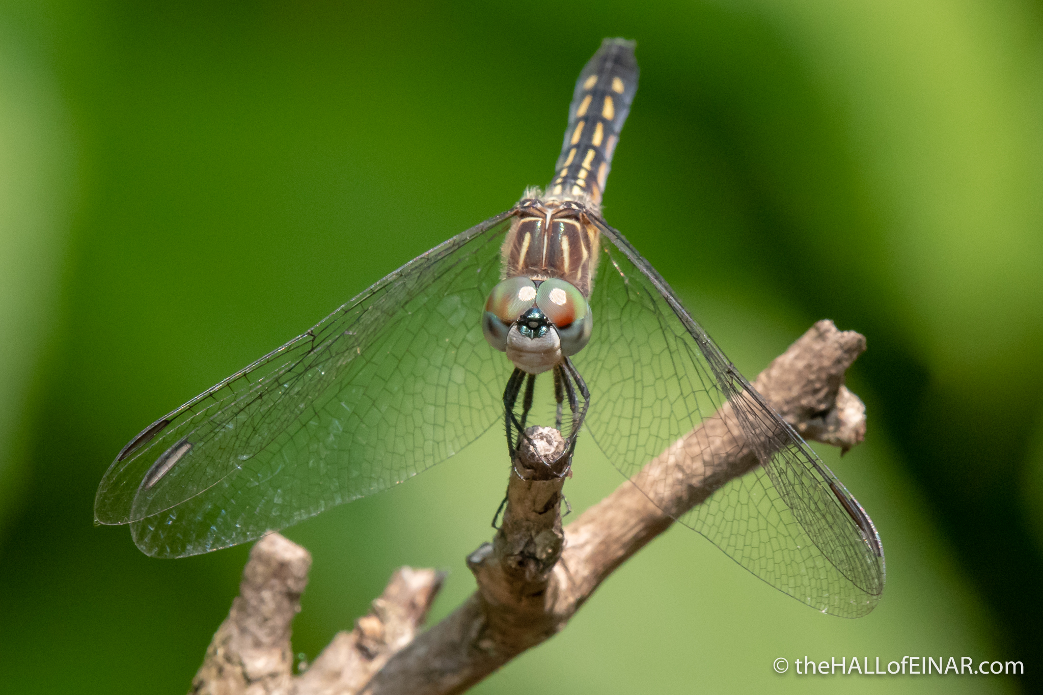Female Blue Dasher dragonfly - The Hall of Einar - photograph (c) David Bailey (not the)