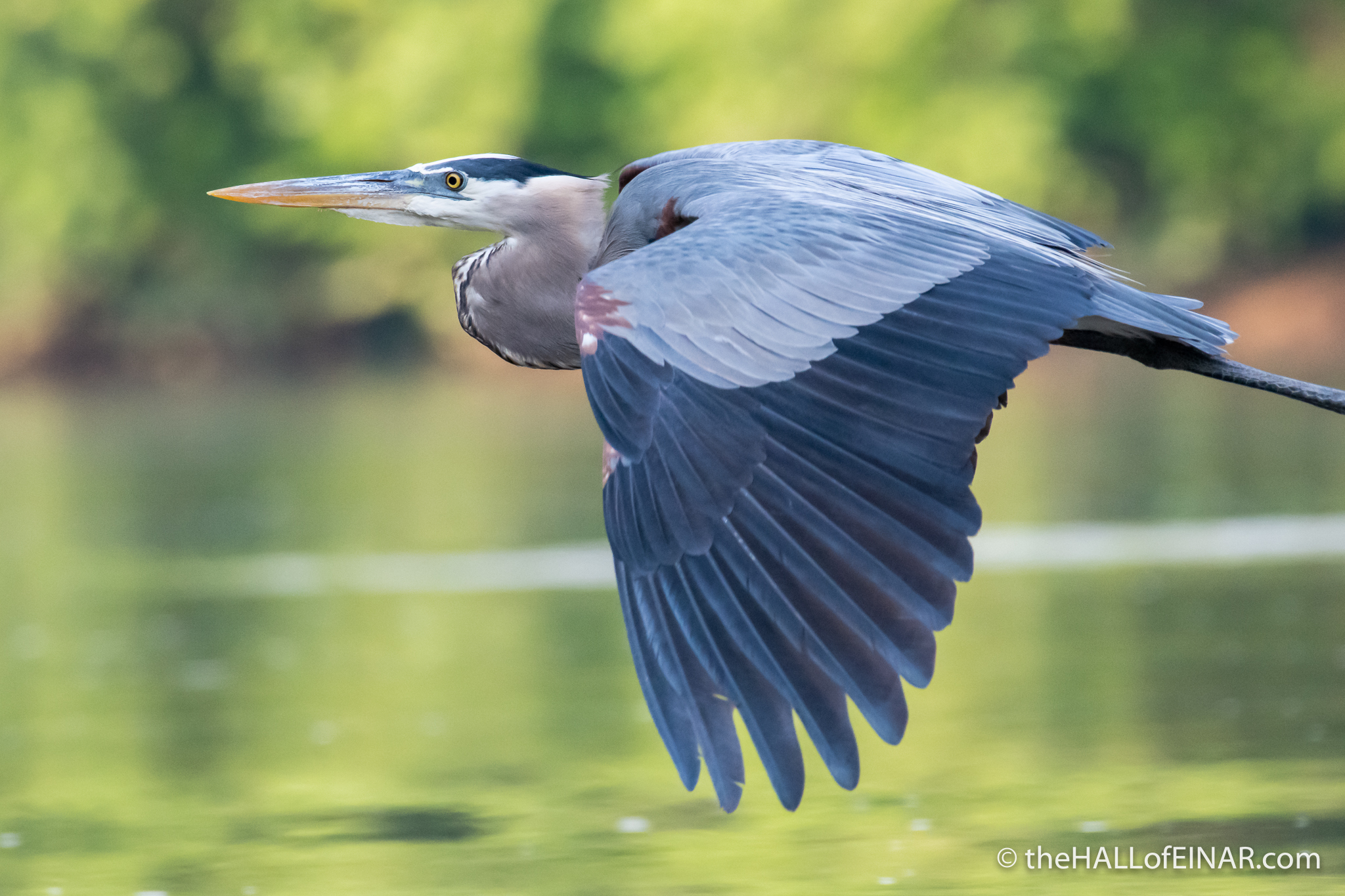 Great Blue Heron at Great Falls - The Hall of Einar - photograph (c) David Bailey (not the)